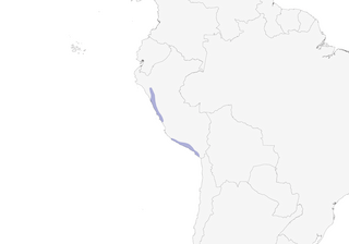 Distribution of the Raimondi's Yellow-Finch - Range Map