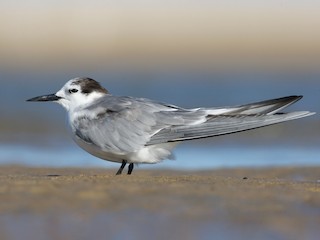  - Aleutian Tern