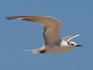  - Aleutian Tern