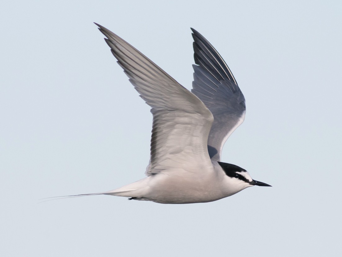 Aleutian Tern - eBird