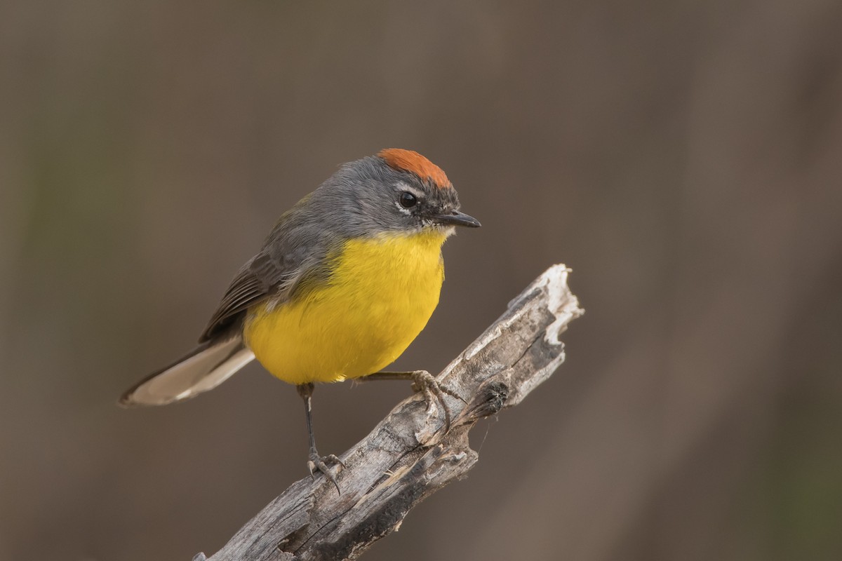 Brown-capped Redstart - Pablo Re