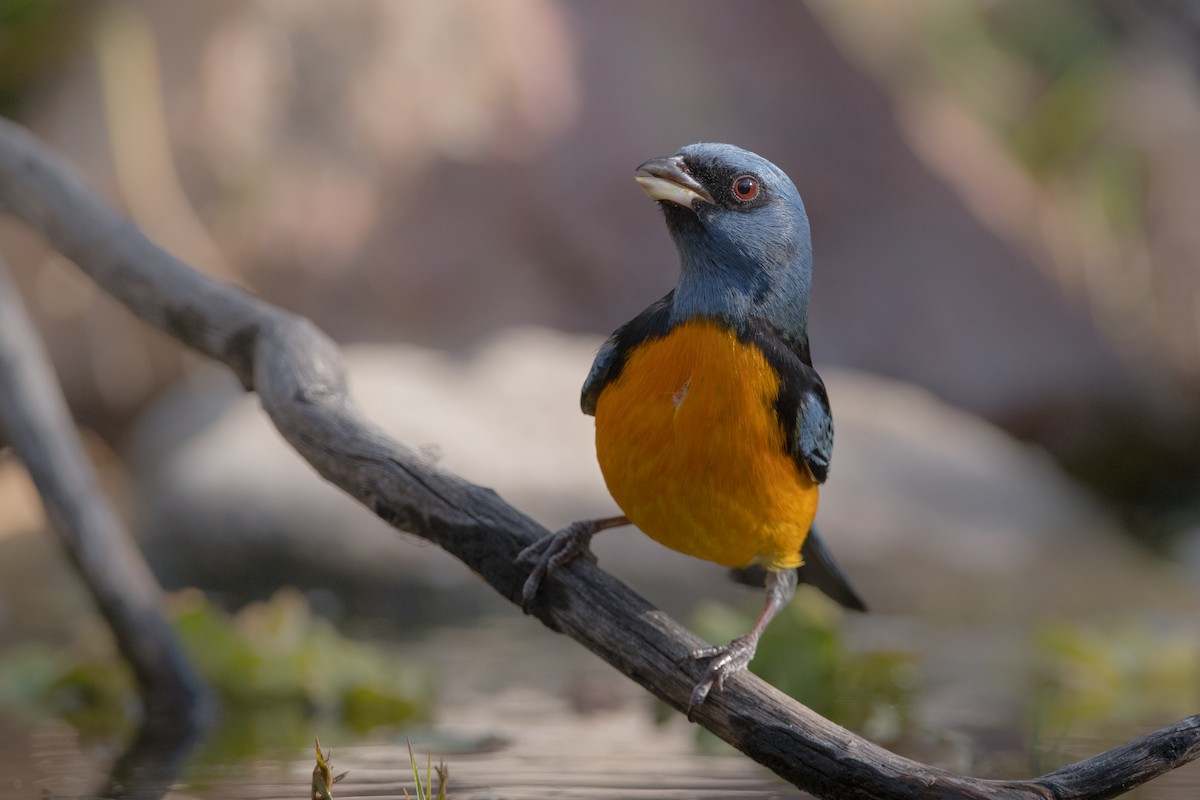Blue-and-yellow Tanager - ML169882121
