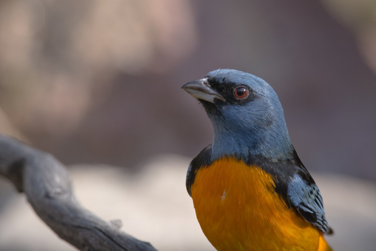 Blue-and-yellow Tanager - ML169882141