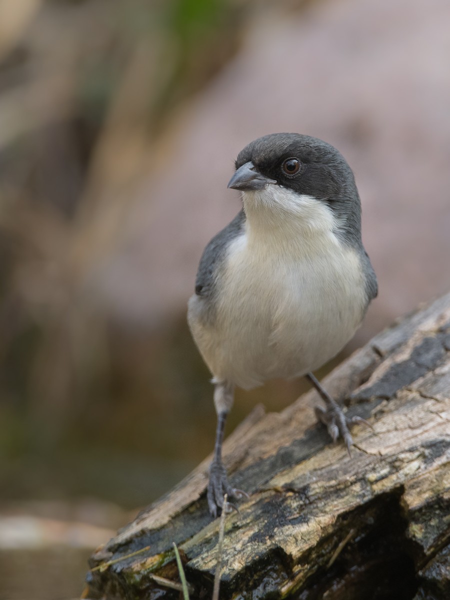 Black-capped Warbling Finch - ML169882651