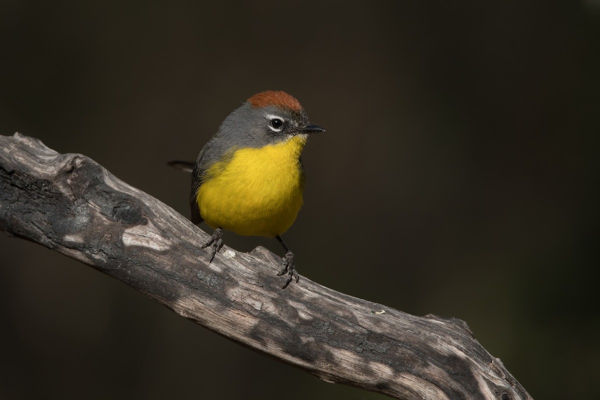 Brown-capped Redstart - Pablo Re