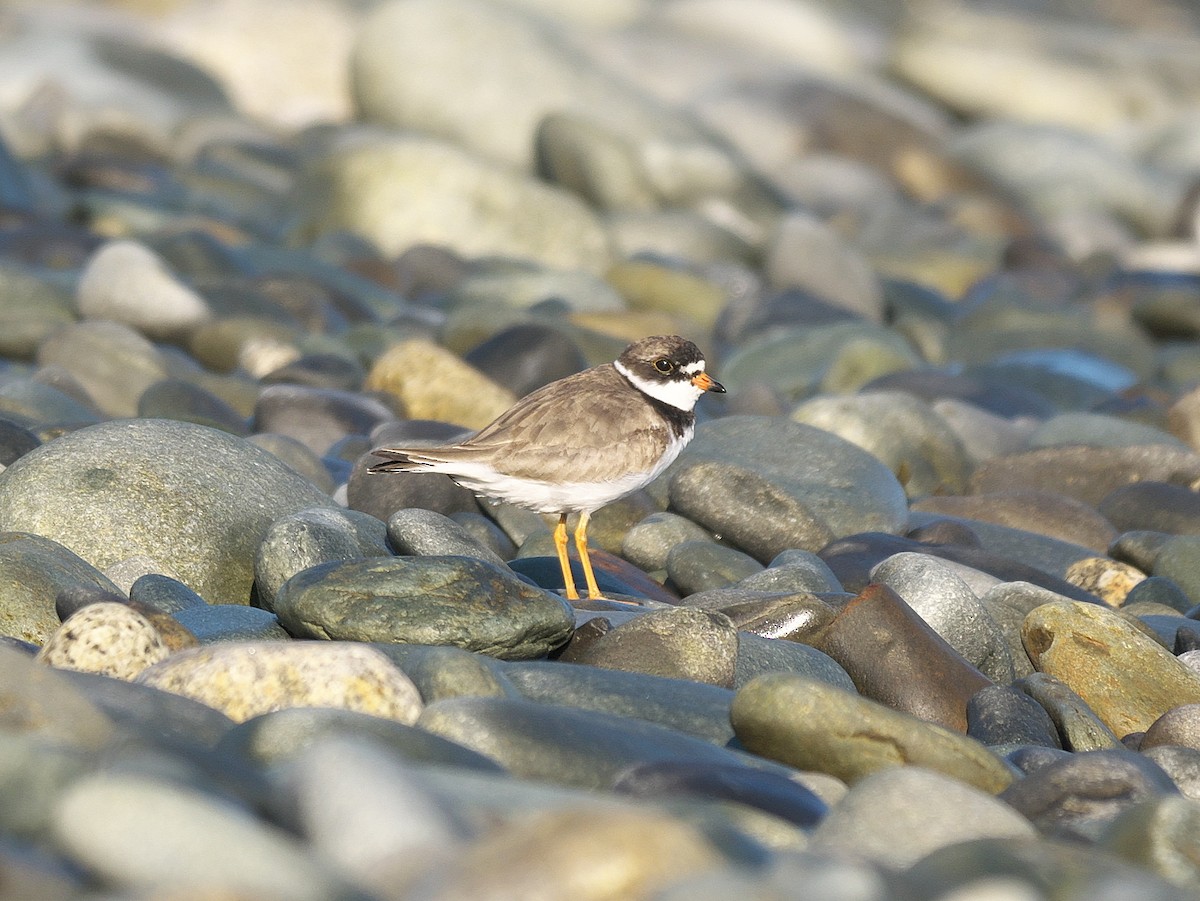 Semipalmated Plover - Rob Edsall
