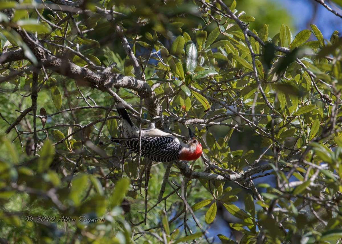 Red-bellied Woodpecker - Allen Boynton