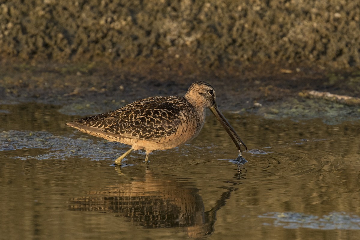 Long-billed Dowitcher - marlin harms