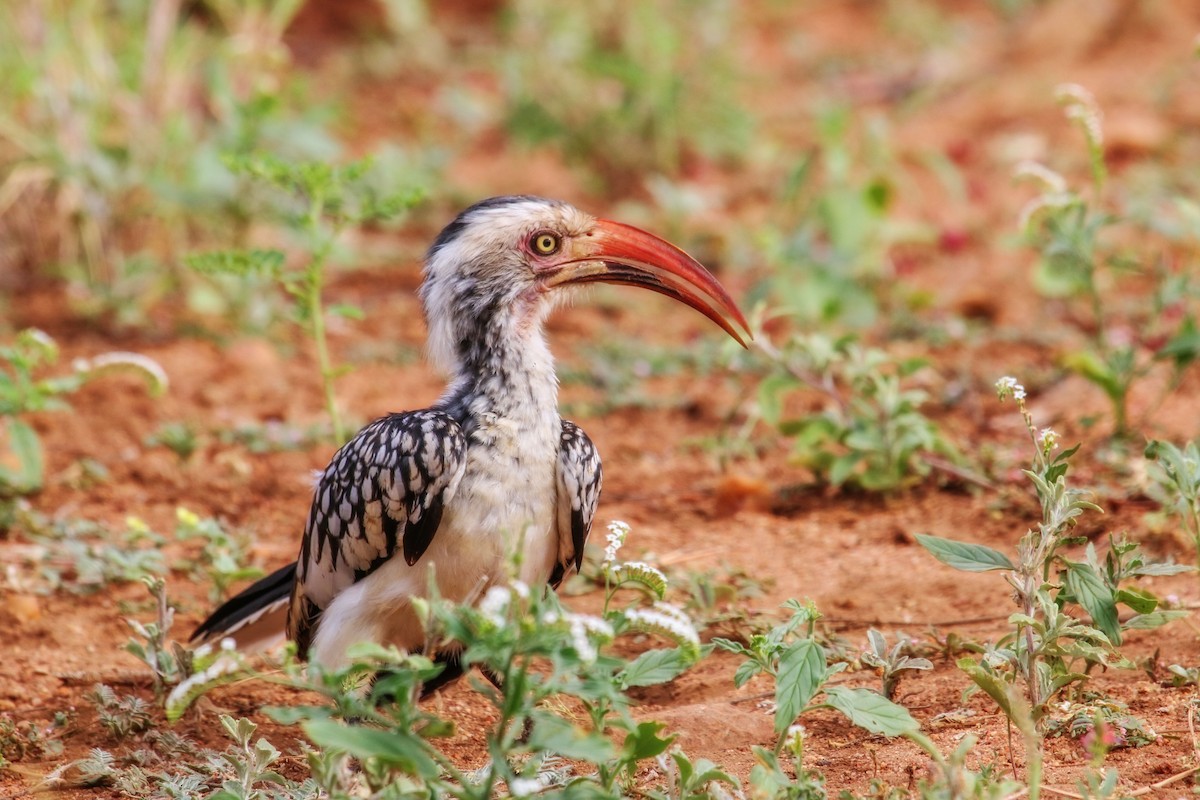 Southern Red-billed Hornbill - Allison Miller
