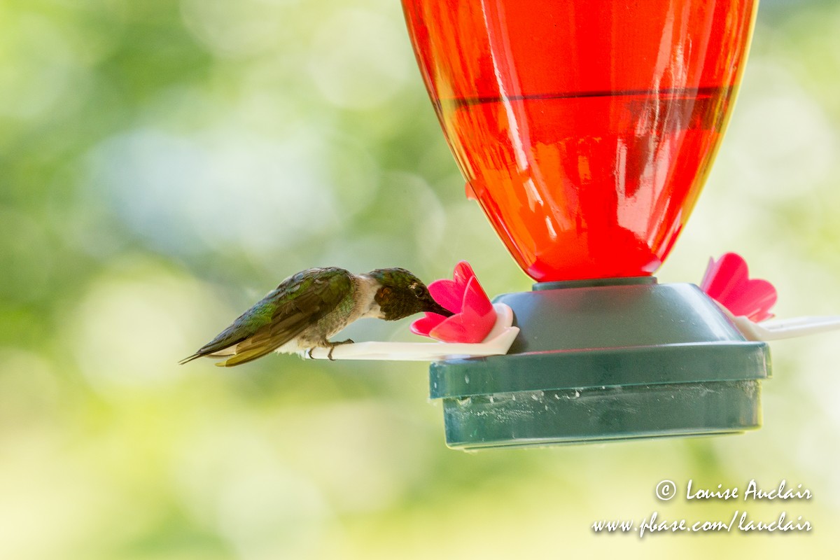 Ruby-throated Hummingbird - ML169891621