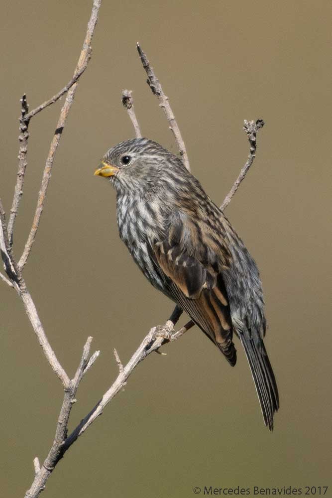 Band-tailed Seedeater - Mercedes Benavides