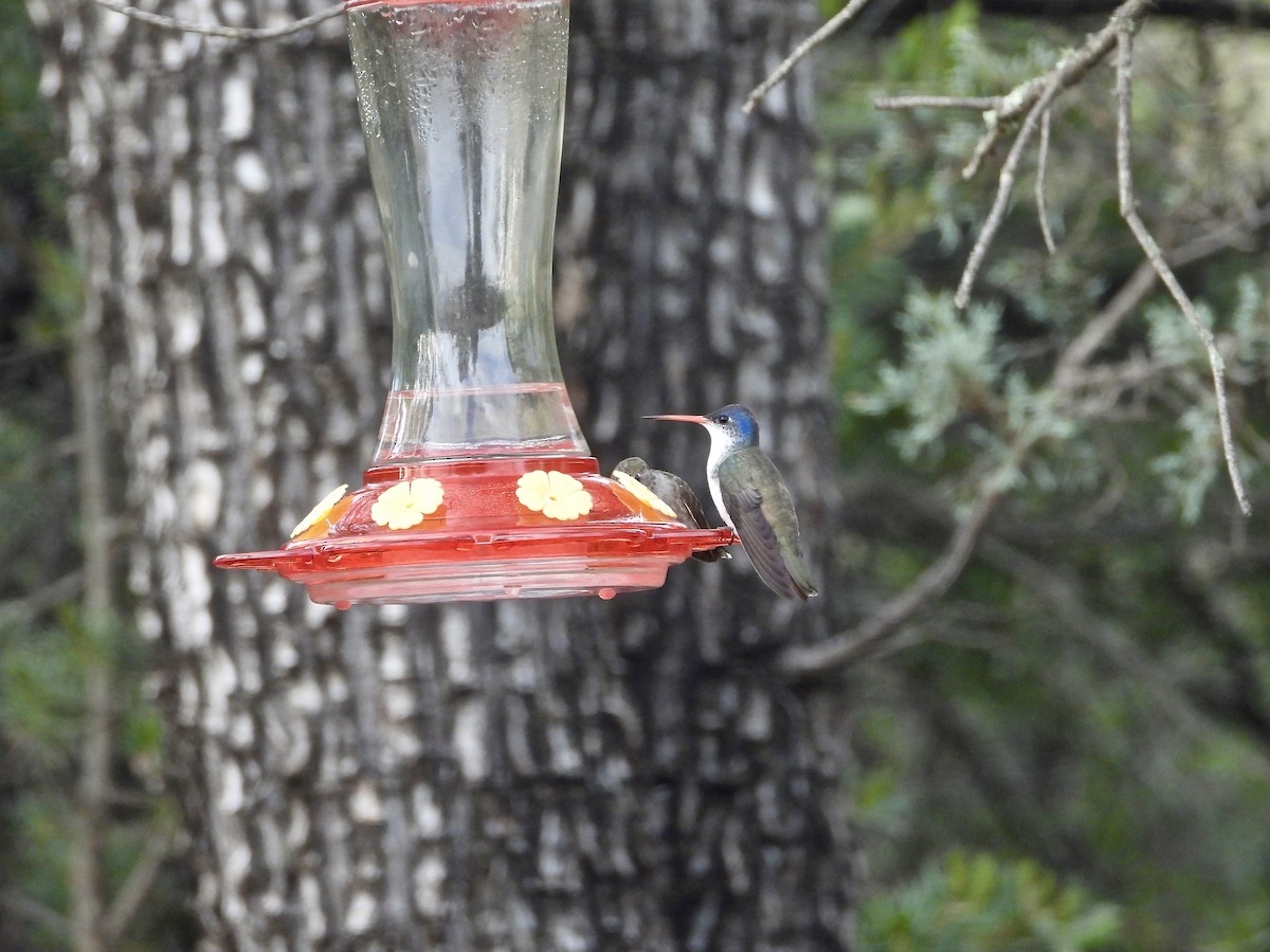 Violet-crowned Hummingbird - ML169893741