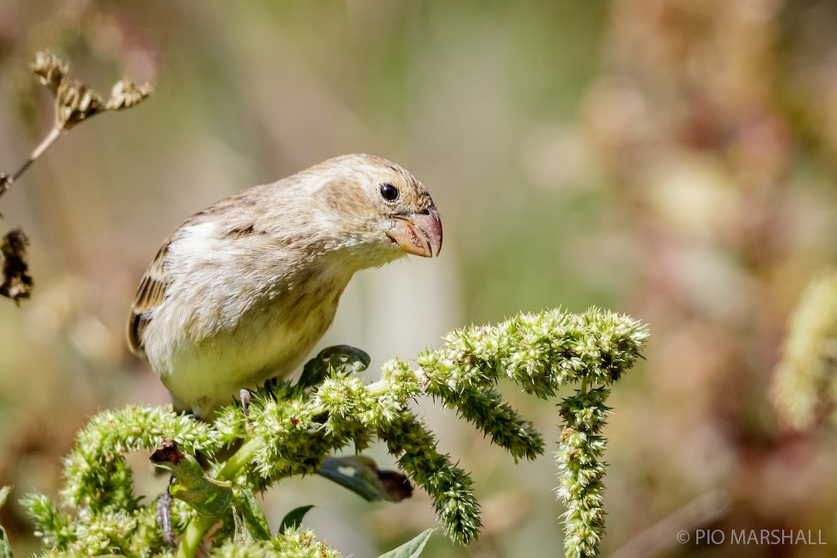 Chestnut-throated Seedeater - ML169893911