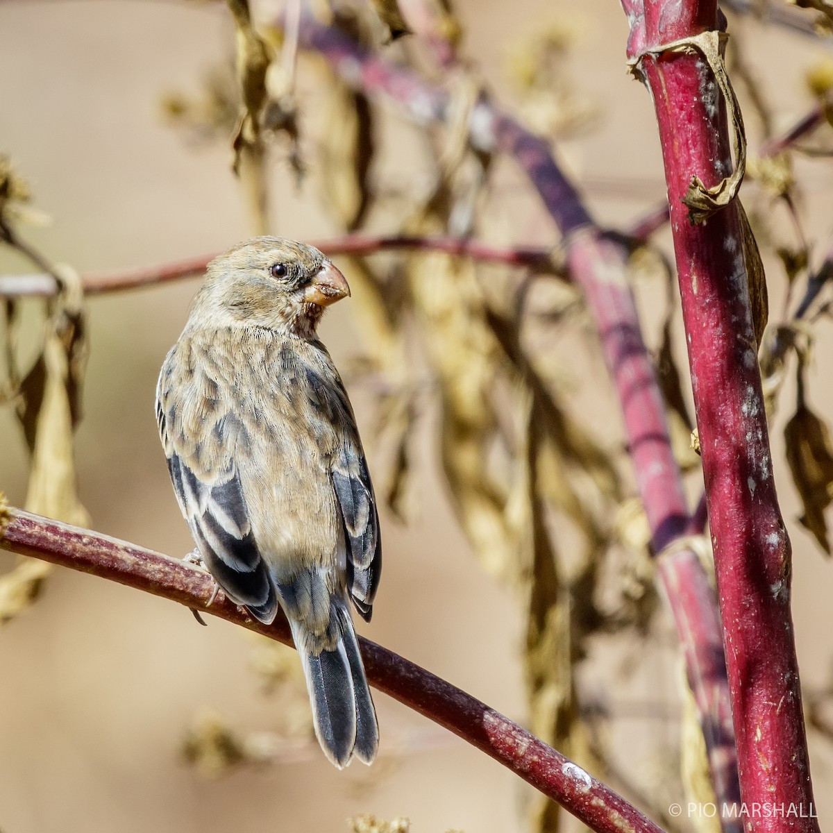 Chestnut-throated Seedeater - ML169893921