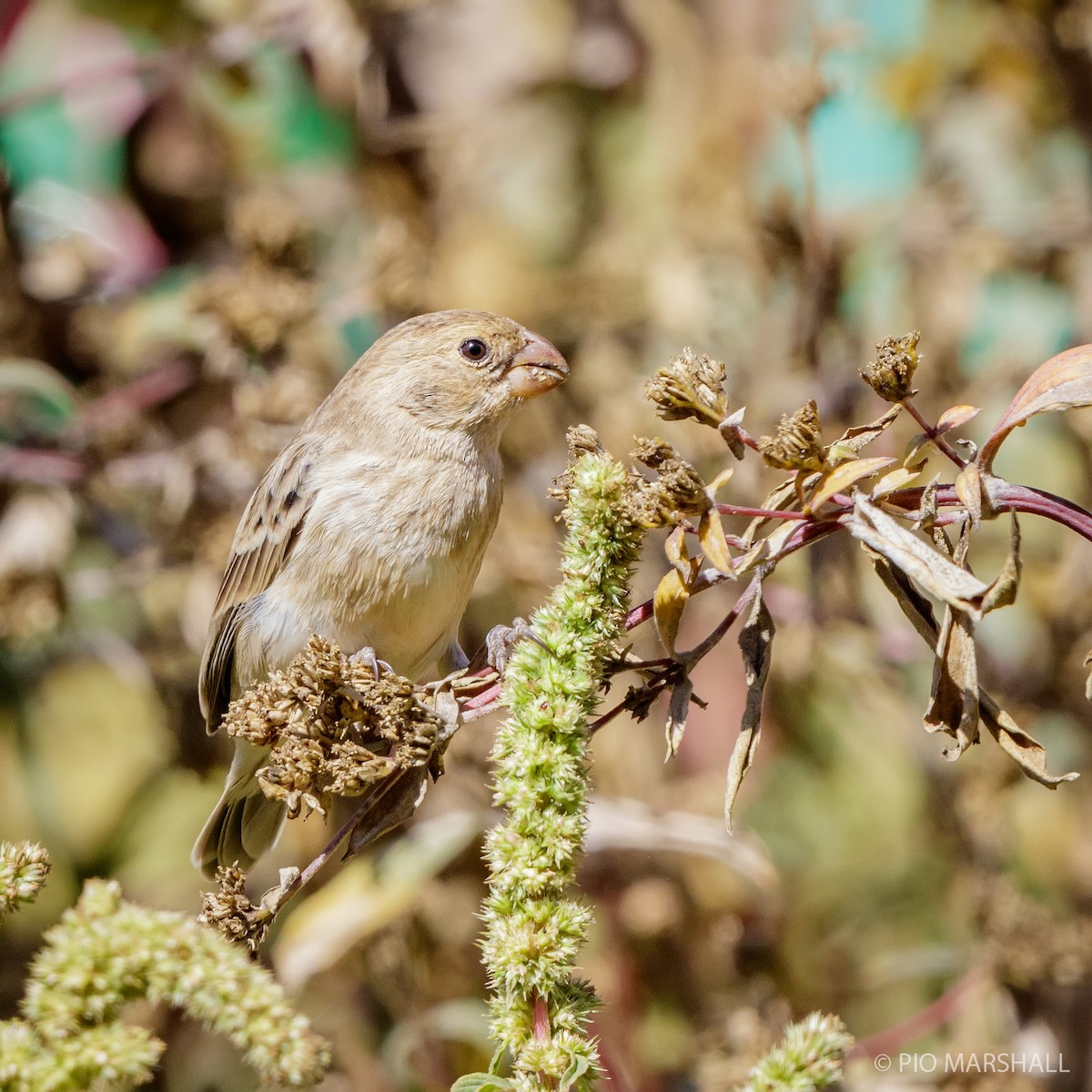 Chestnut-throated Seedeater - ML169893931