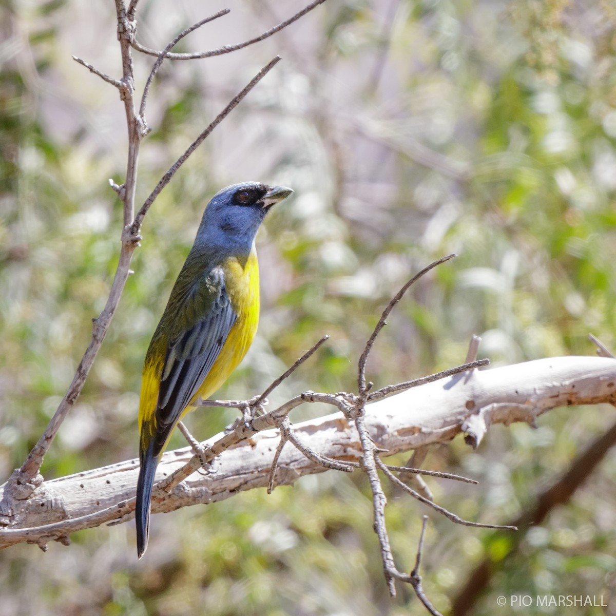 Blue-and-yellow Tanager - ML169894141