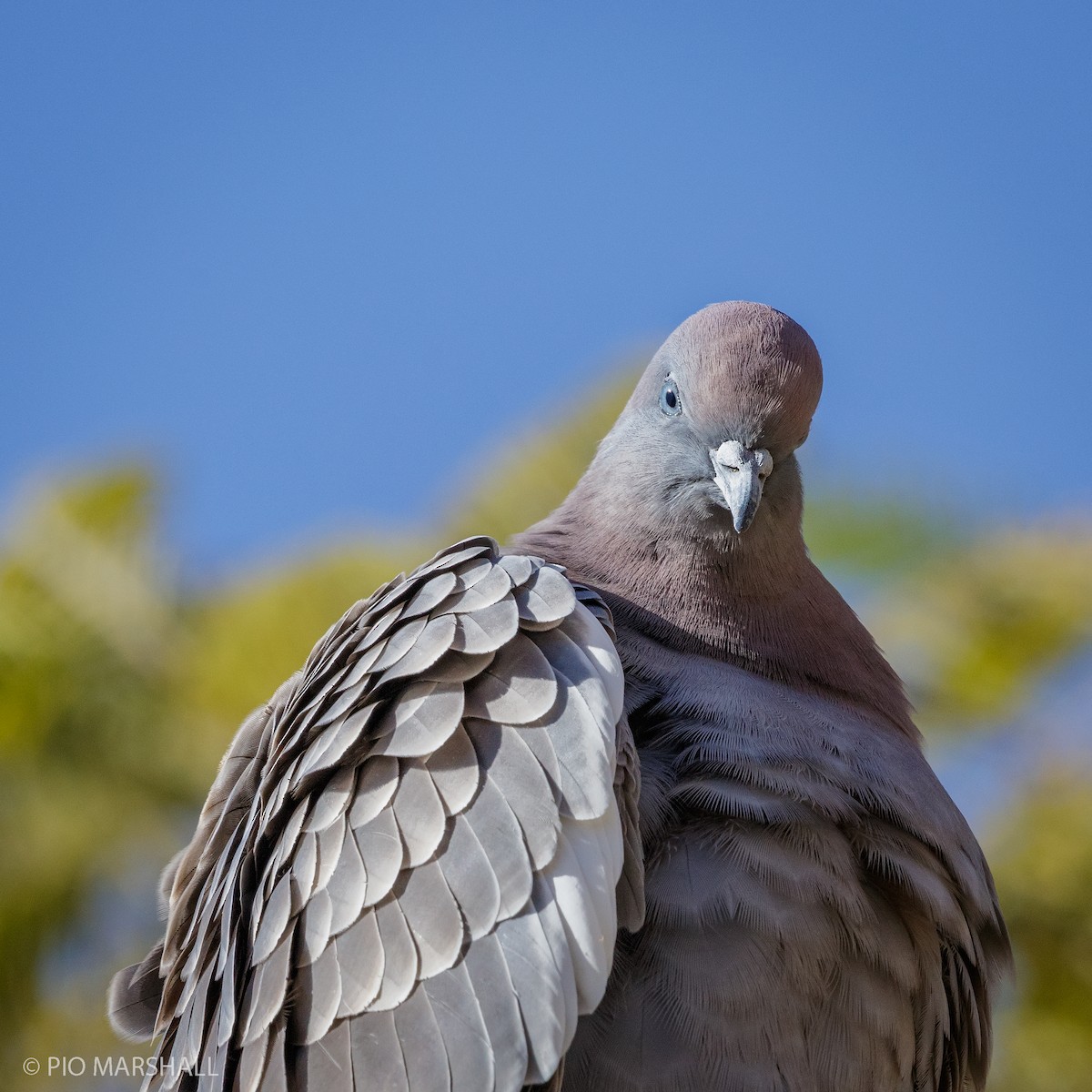 Spot-winged Pigeon - ML169894221