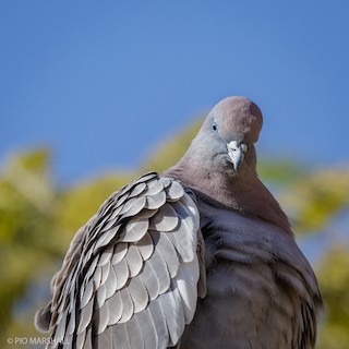Spot-winged Pigeon, ML169894221