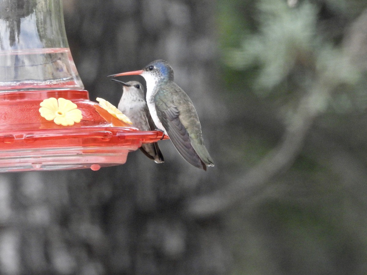 Violet-crowned Hummingbird - ML169895641