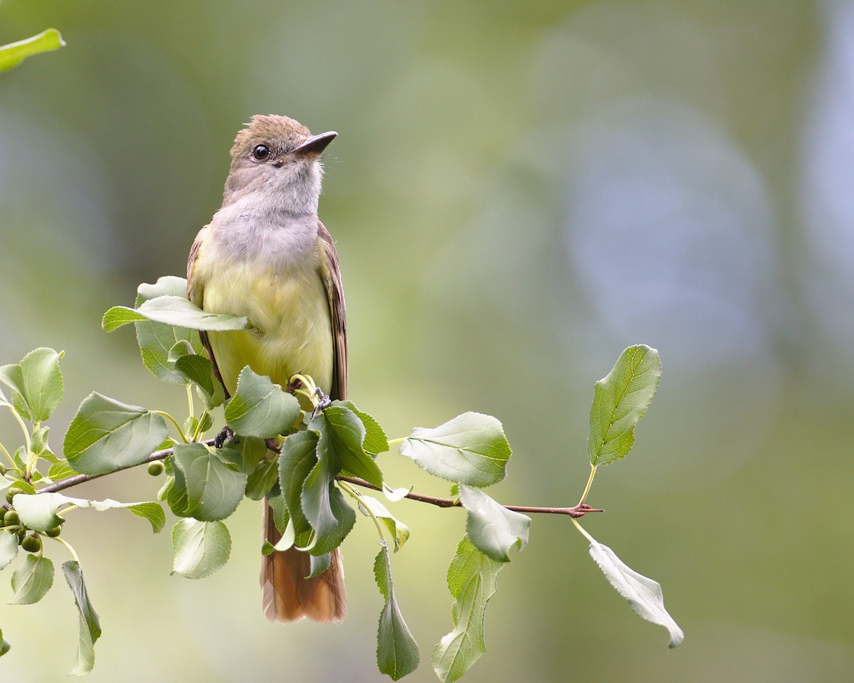 Great Crested Flycatcher - ML169897631