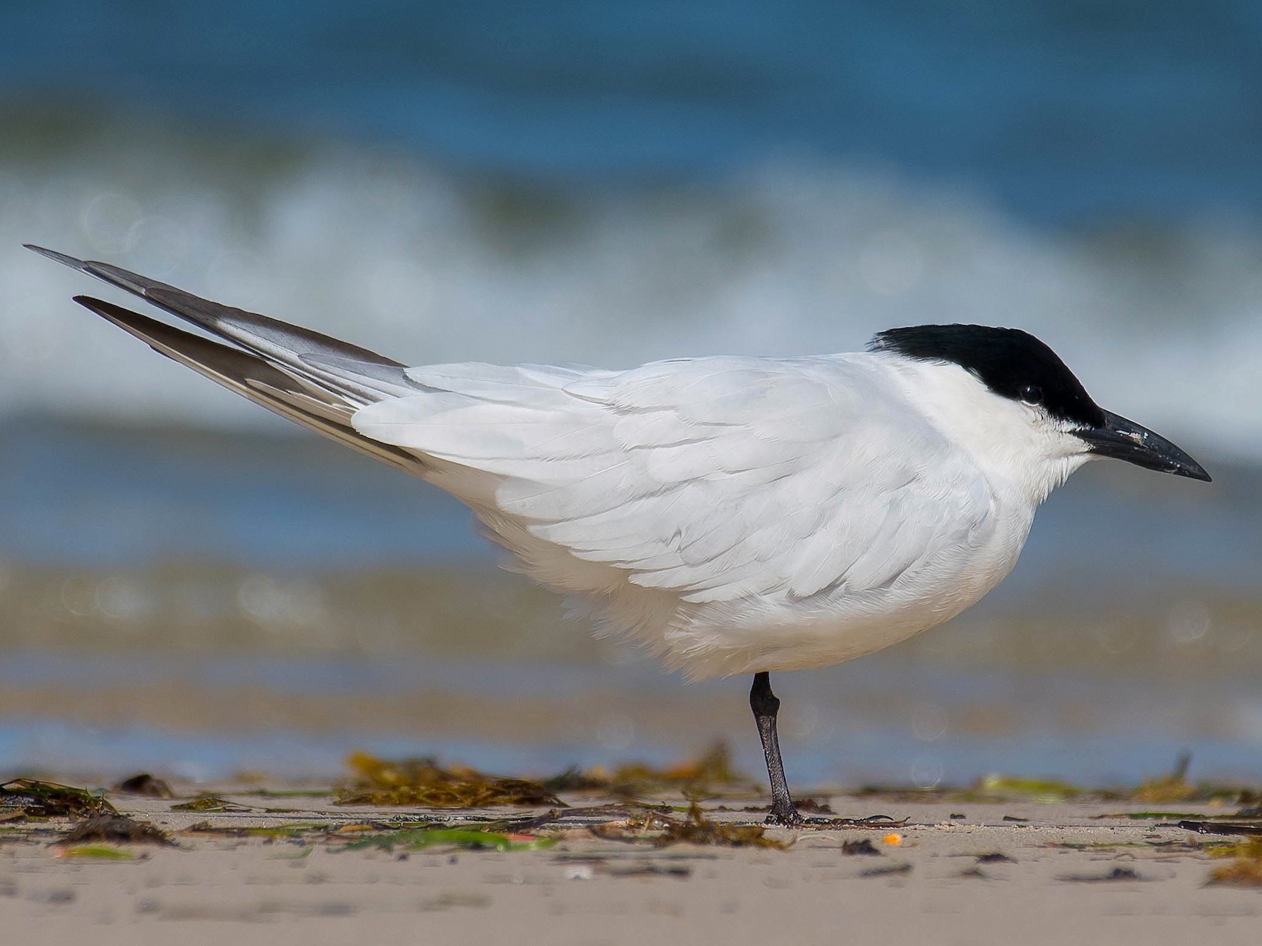 Gull-billed/Australian Tern - Terence Alexander