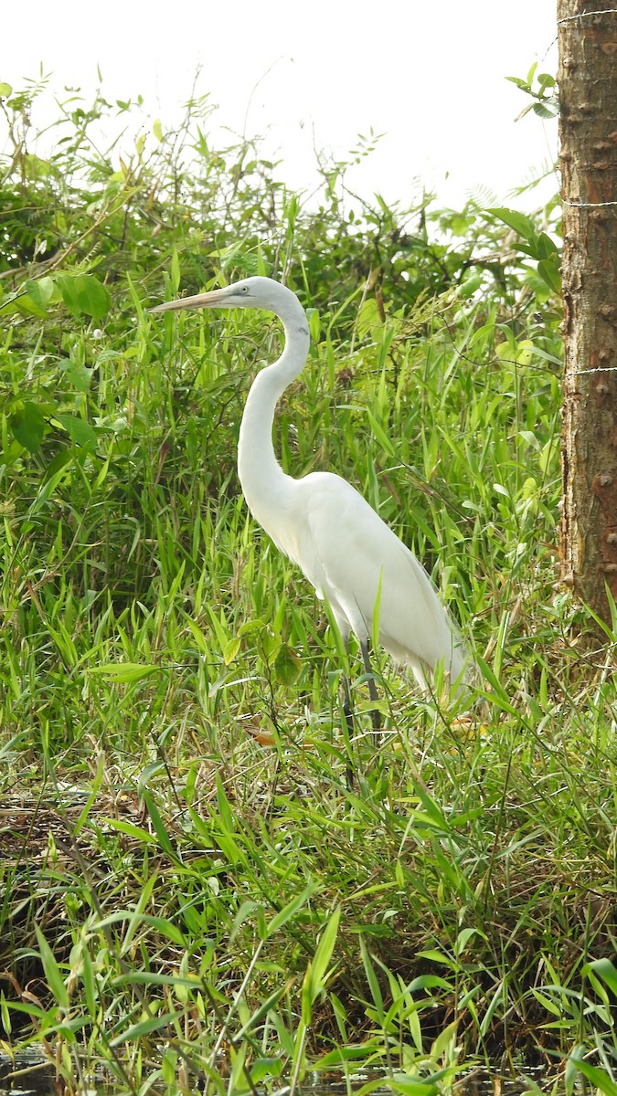 Great Egret - Angel Fong (Go Bird Honduras)