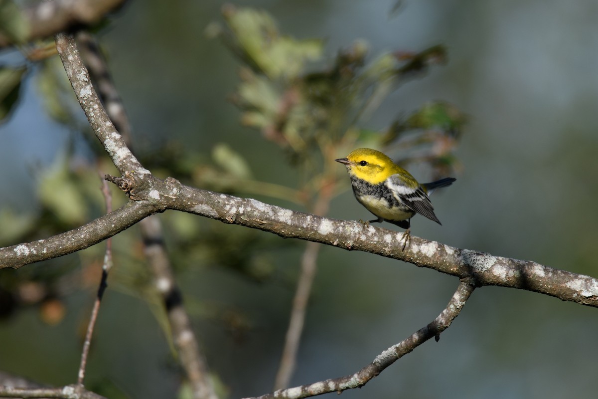 Black-throated Green Warbler - Andrew  Baxter