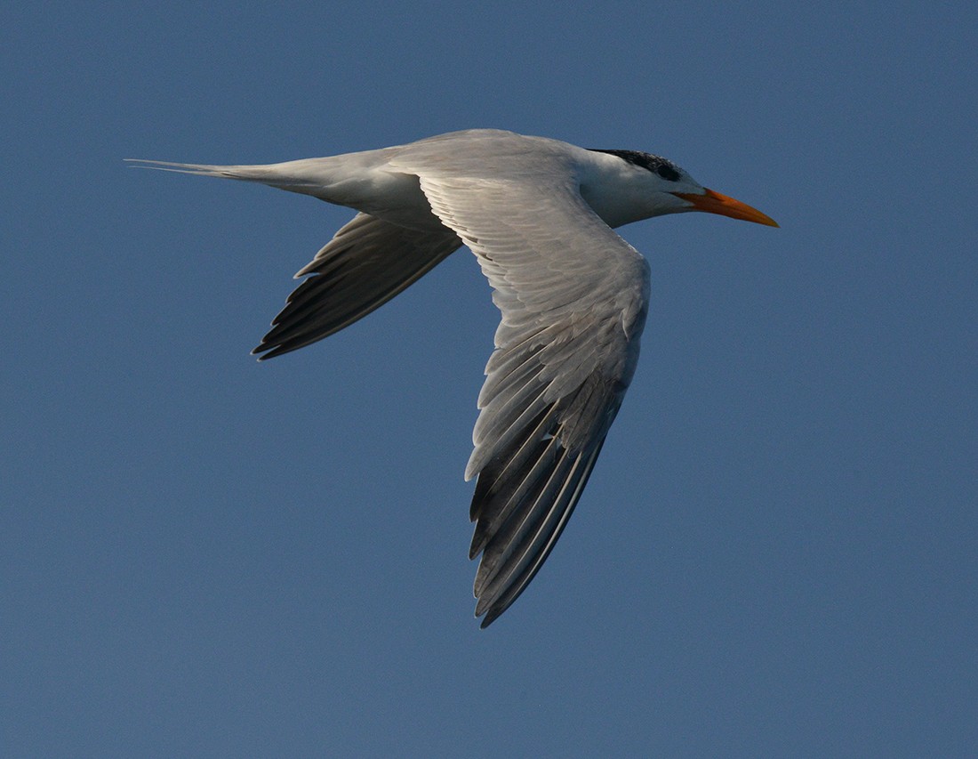 Royal Tern - Frederick Atwood