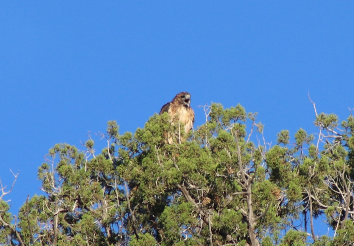Red-tailed Hawk - ML169912281