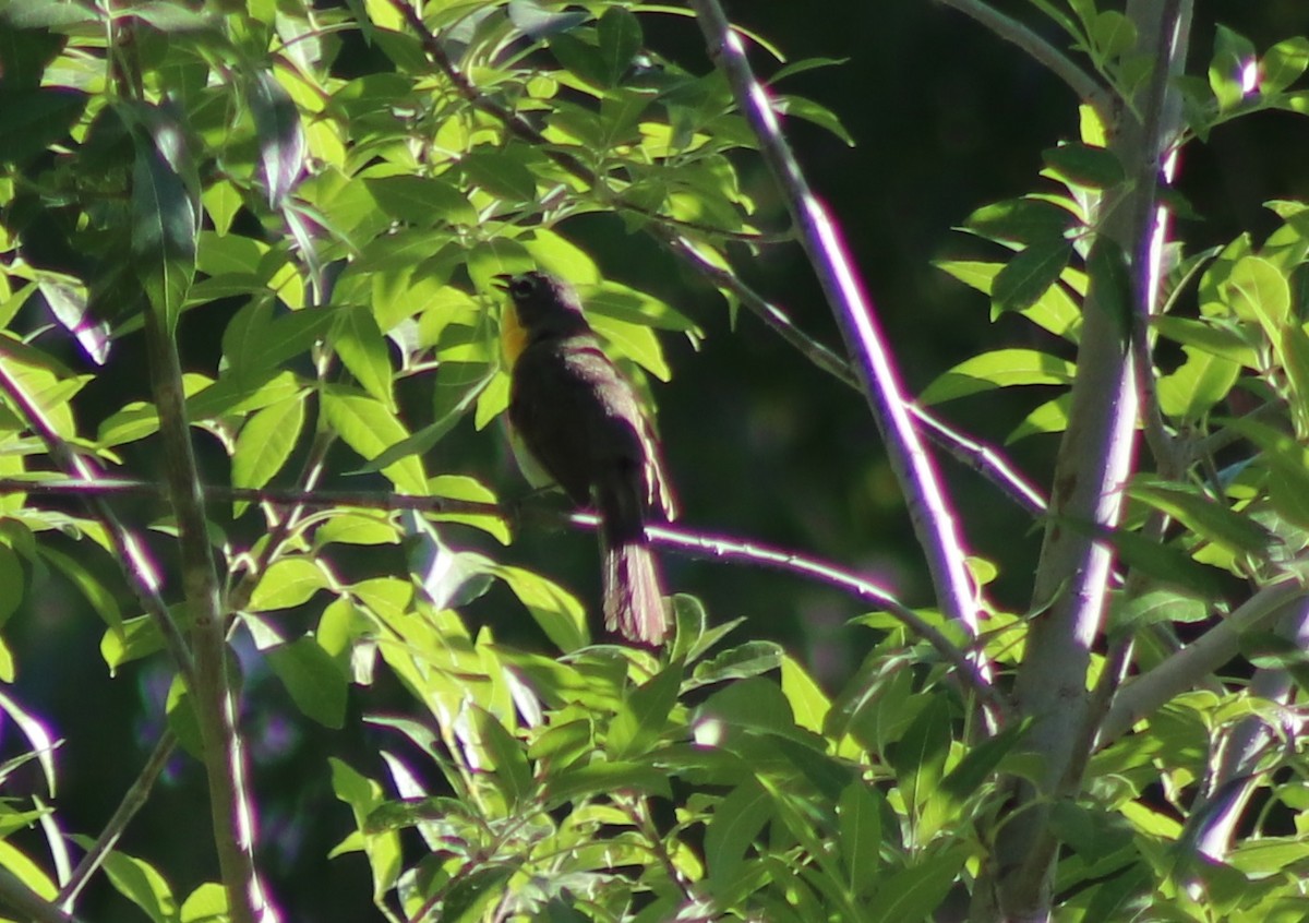 Yellow-breasted Chat - ML169912901