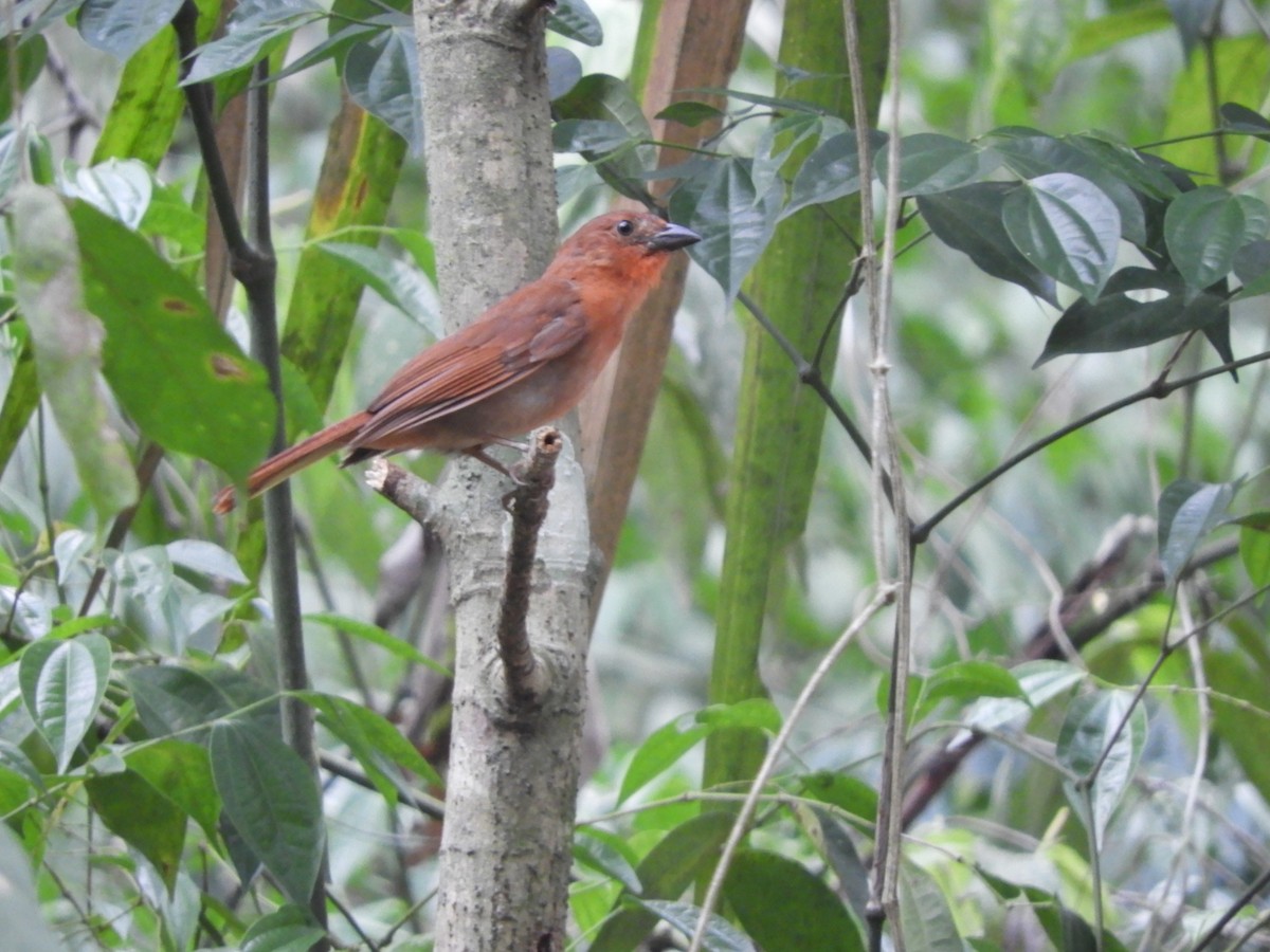 Red-crowned Ant-Tanager (Northern) - ML169914101