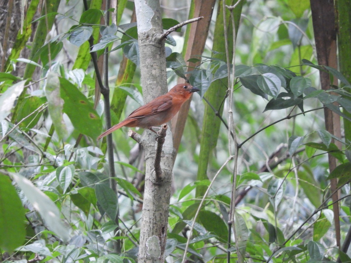 Red-crowned Ant-Tanager (Northern) - ML169914151