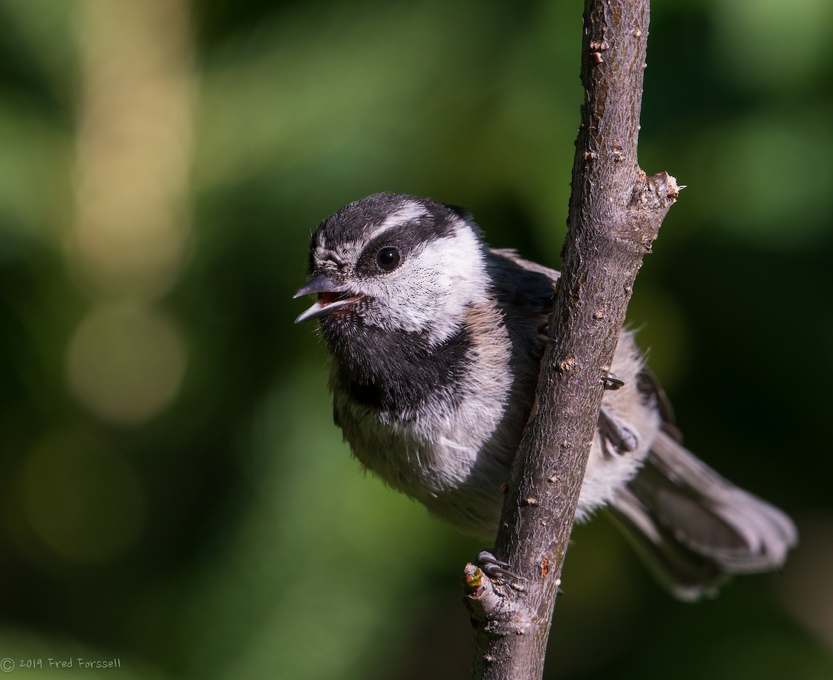Mountain Chickadee - Fred Forssell