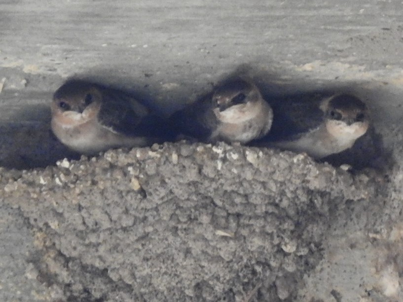 Cave Swallow - ML169920711