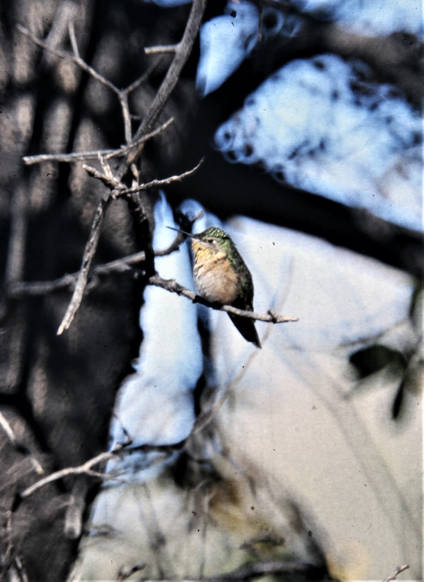 Broad-tailed Hummingbird - Jim Stasz