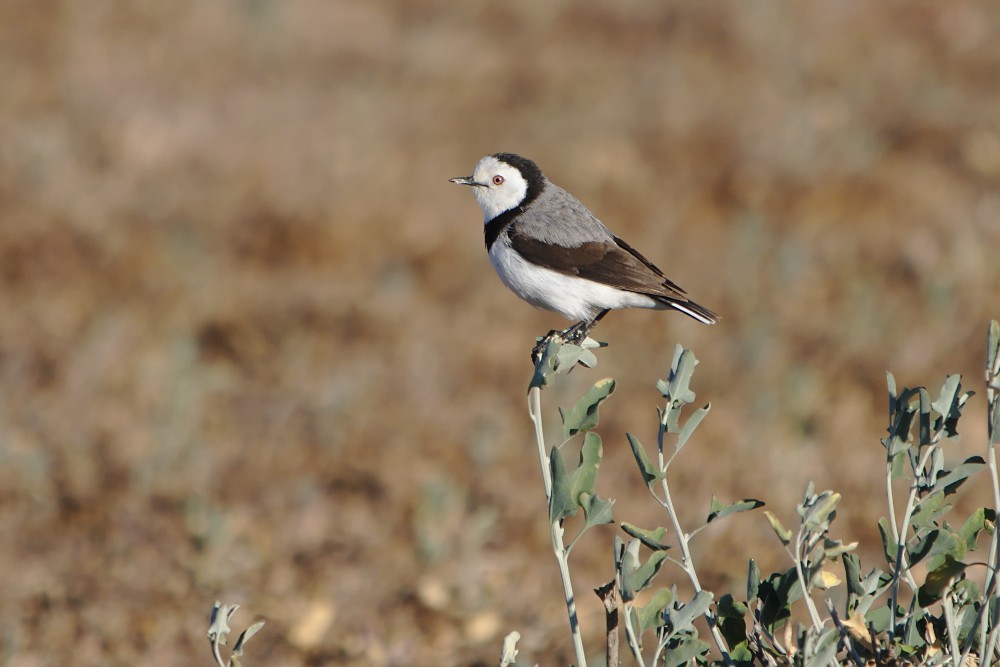 White-fronted Chat - ML169924651