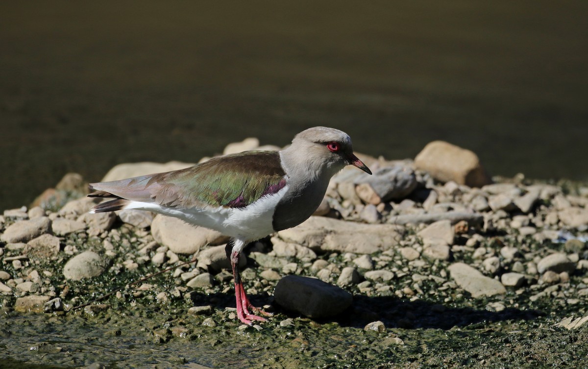 Andean Lapwing - ML169925131