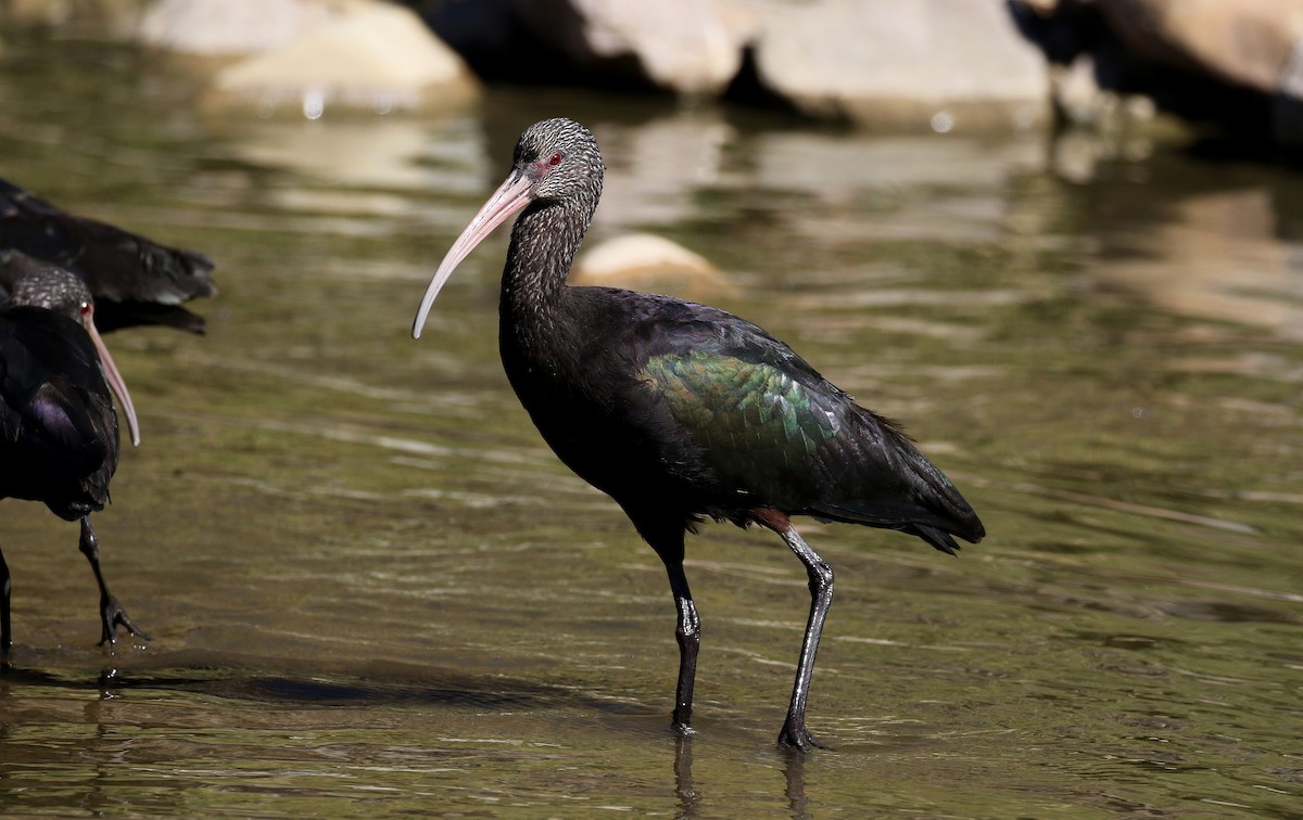 ibis andský - ML169925461
