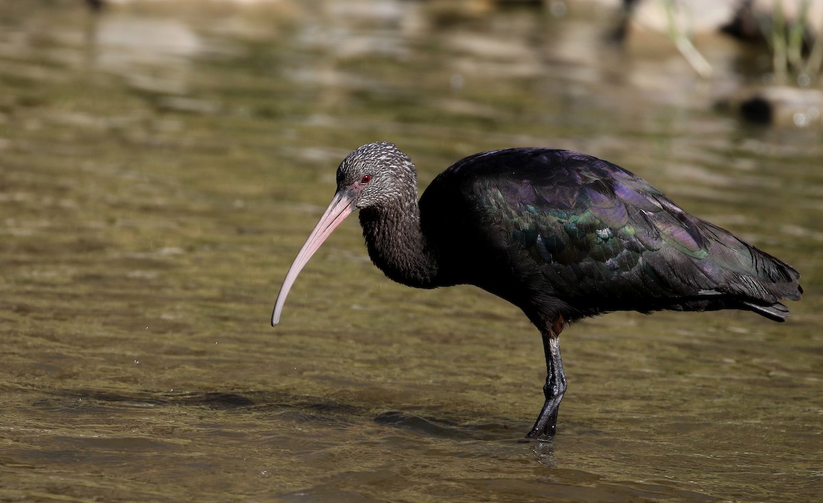 ibis andský - ML169925521