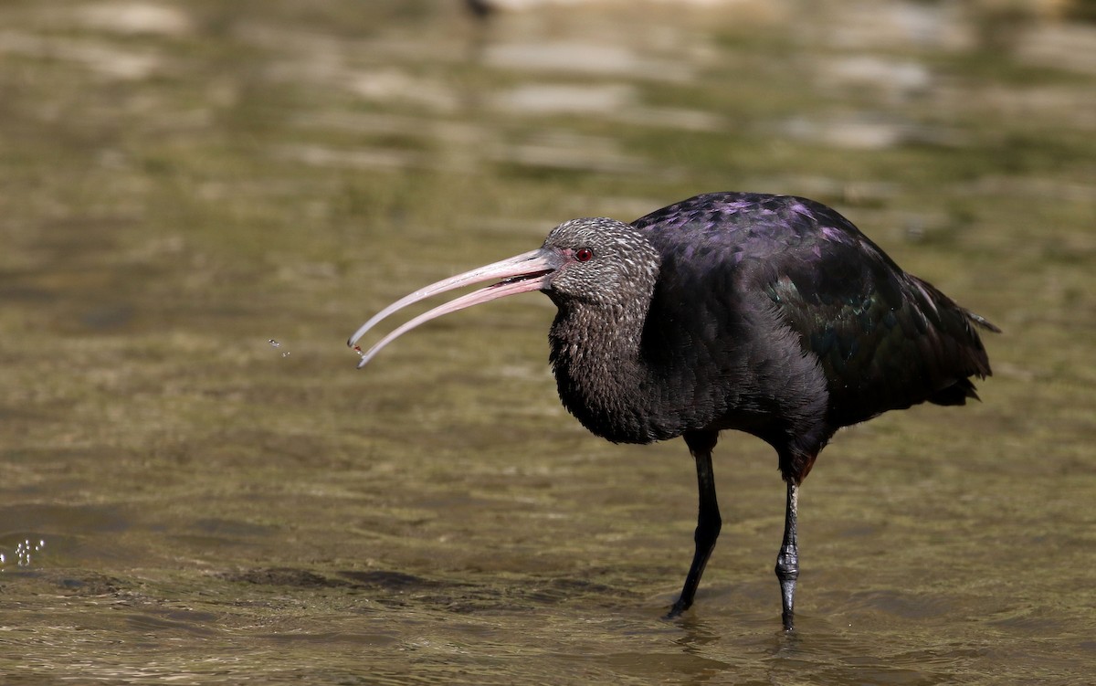 ibis andský - ML169925541