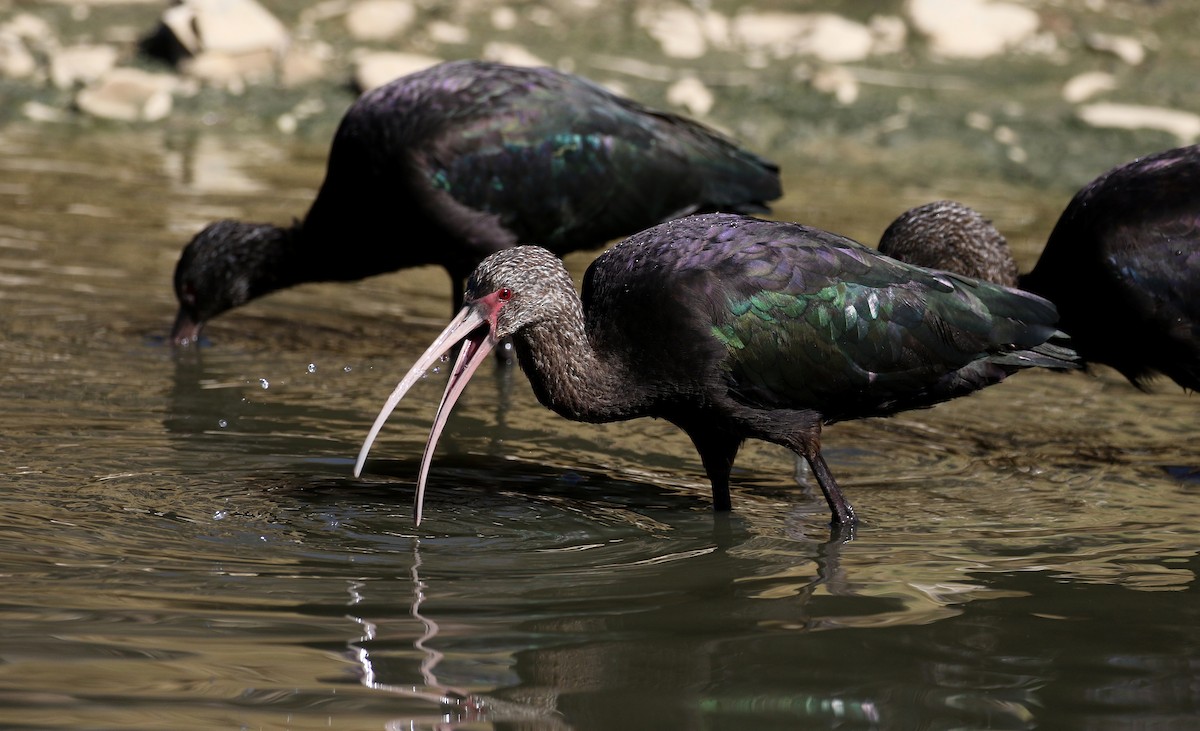ibis andský - ML169925901