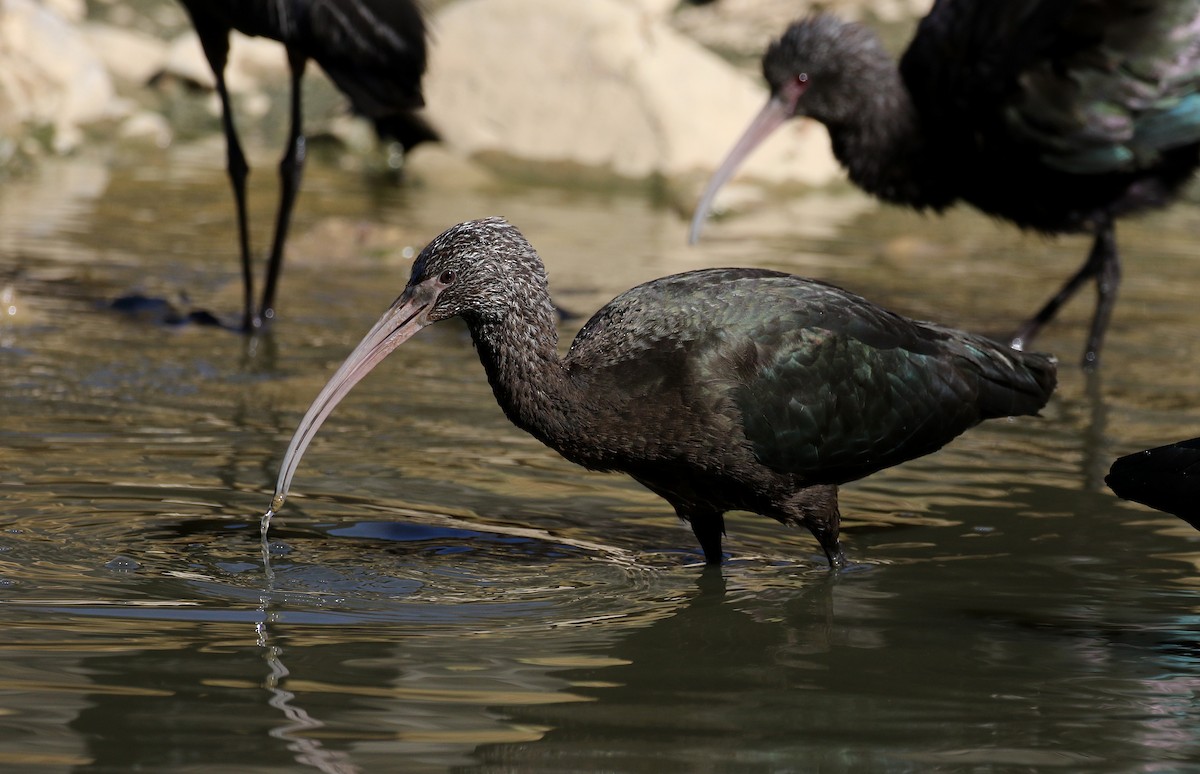 ibis andský - ML169927851