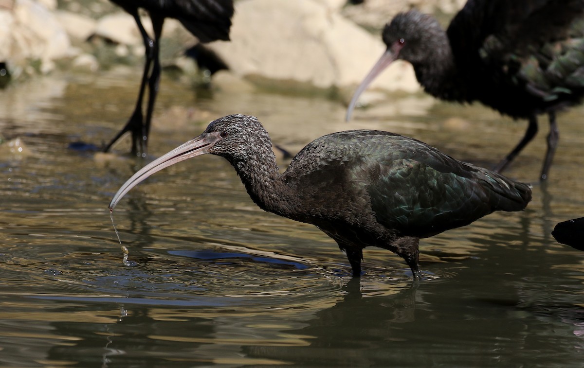ibis andský - ML169927861