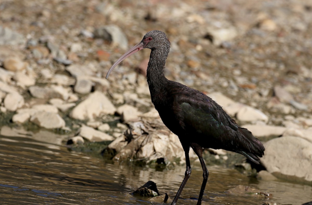 ibis andský - ML169928011