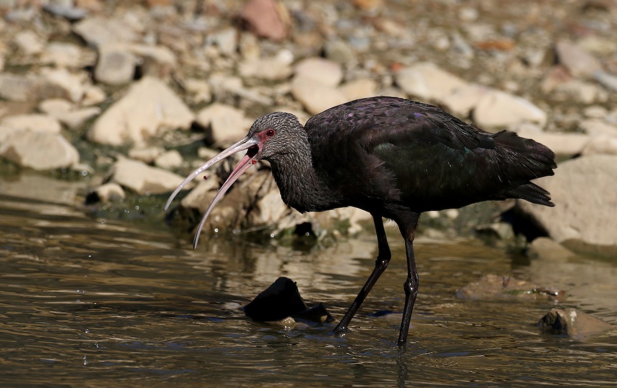 ibis andský - ML169928111