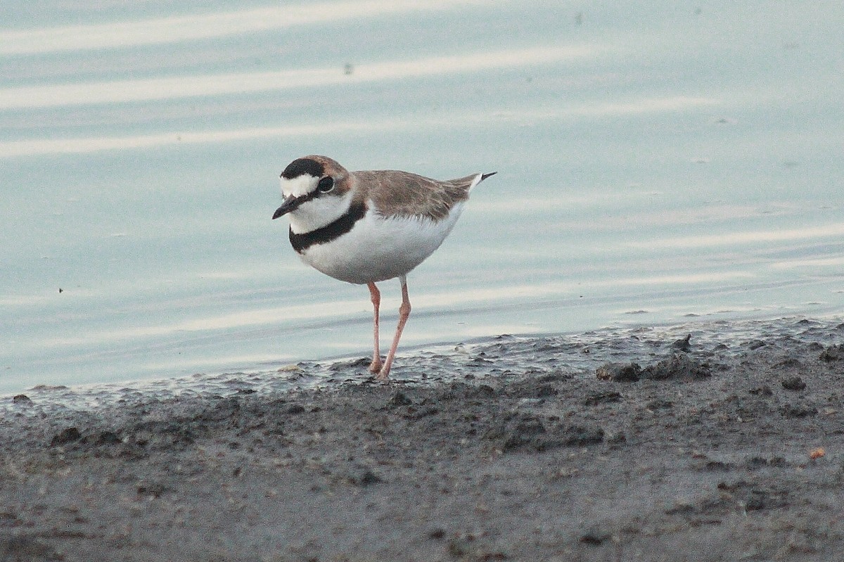 Collared Plover - ML169928201
