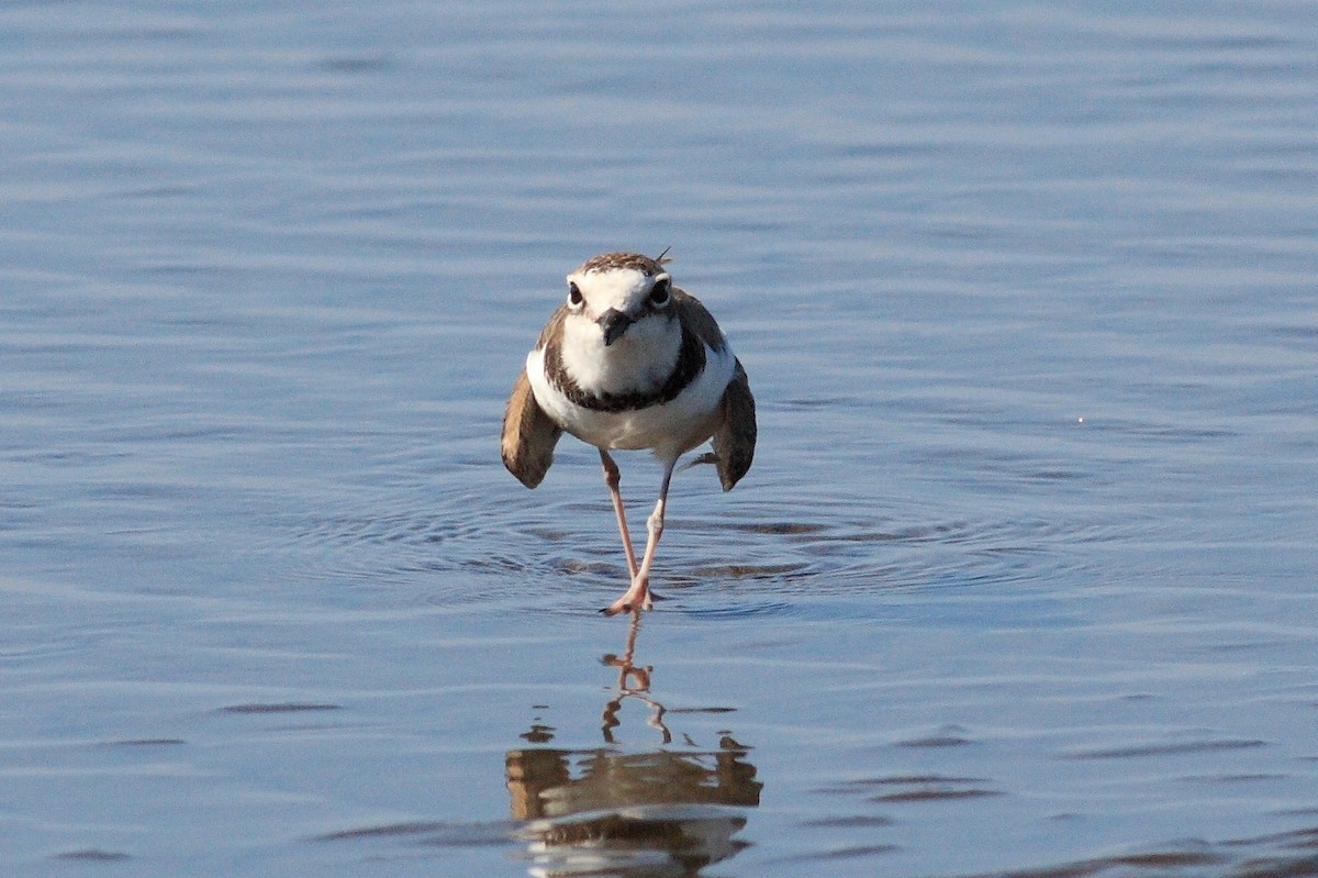 Collared Plover - ML169928261