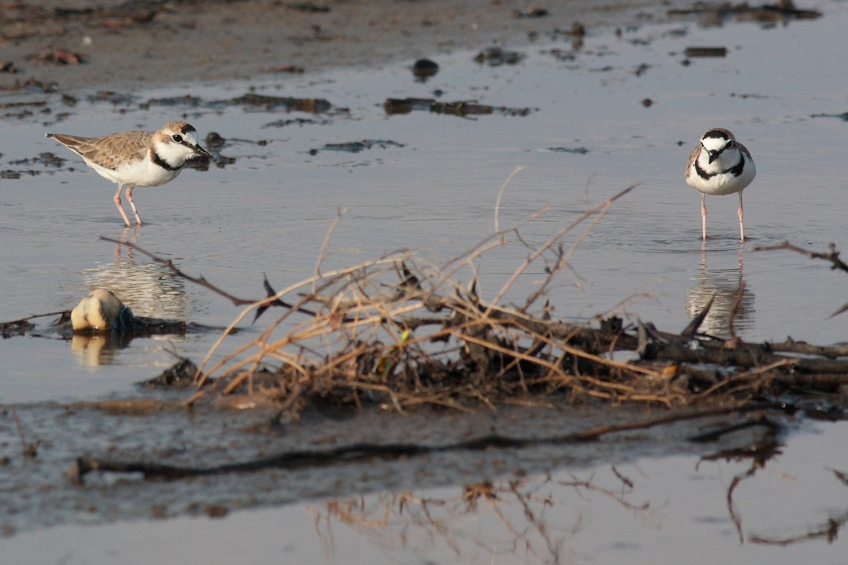 Collared Plover - ML169928611