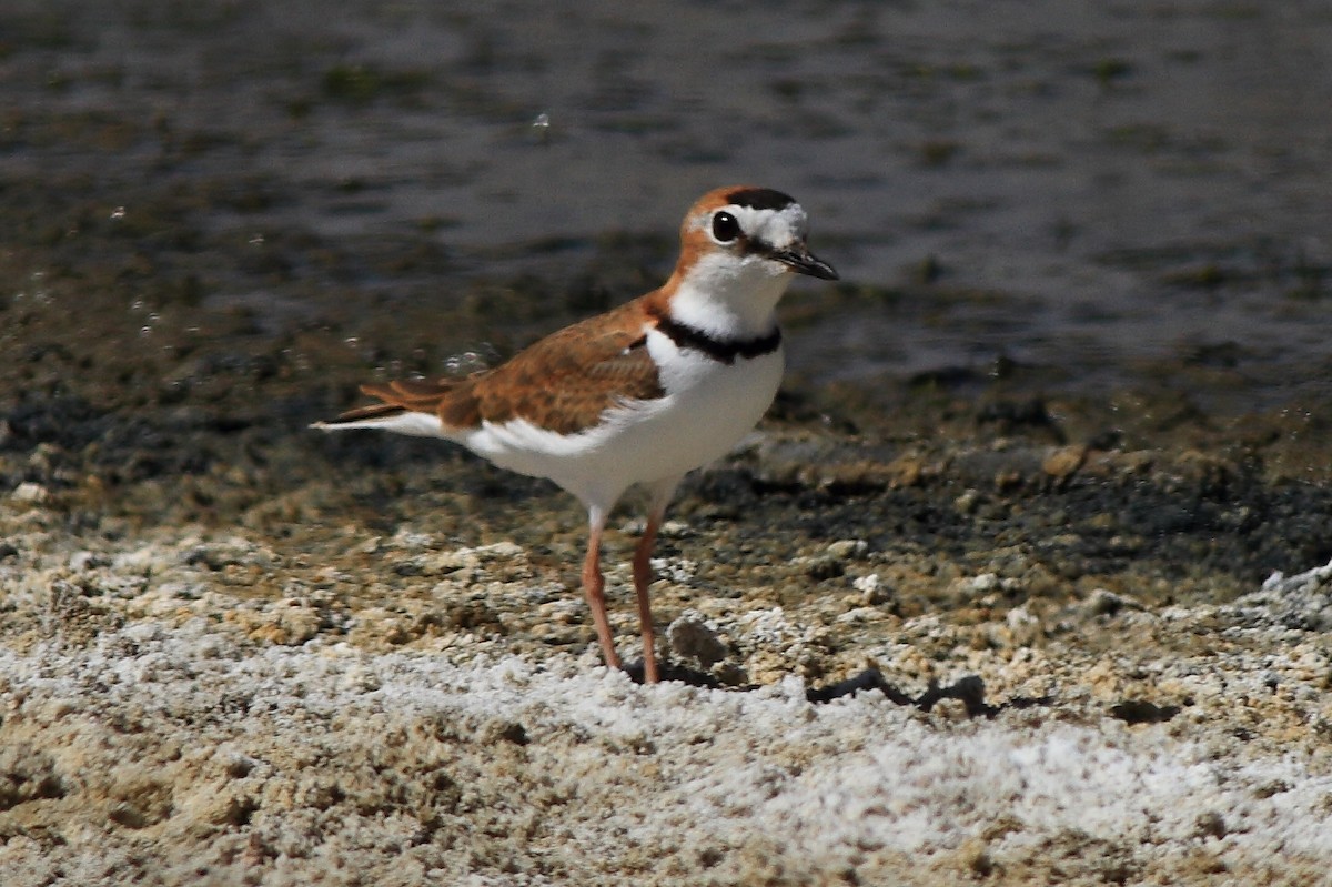 Collared Plover - ML169930491