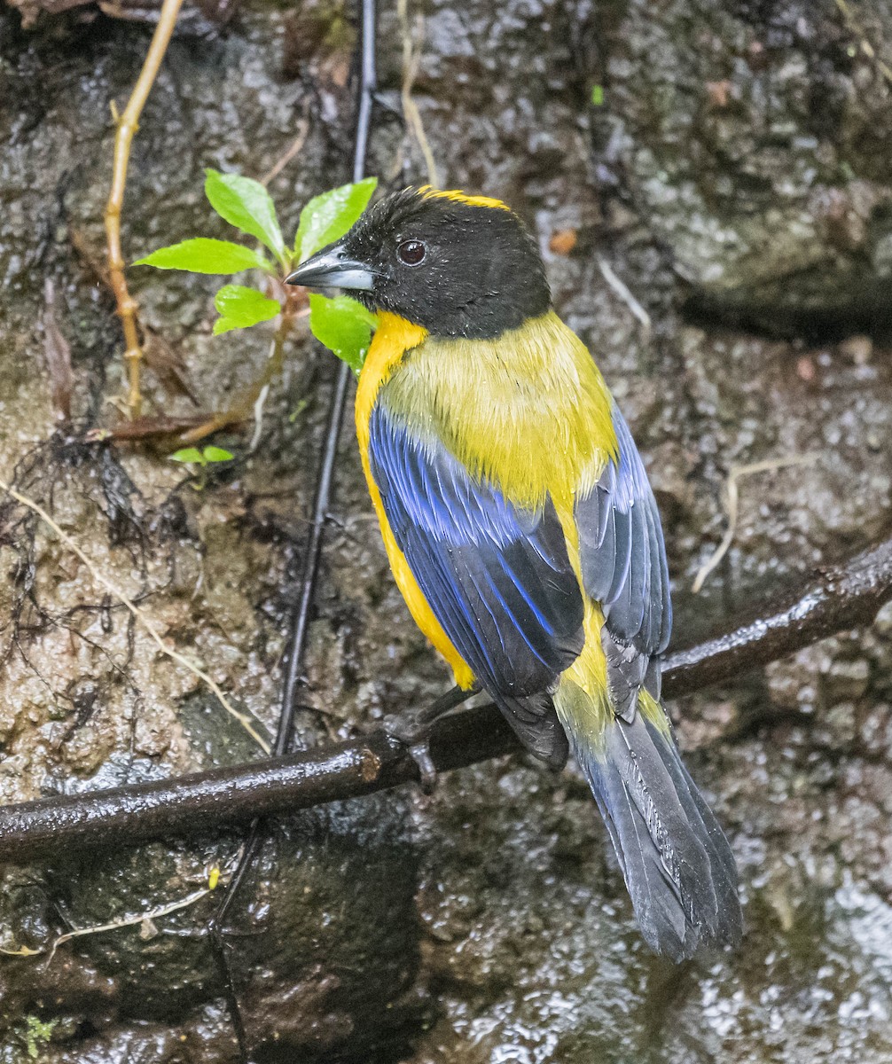 Black-chinned Mountain Tanager - ML169935701
